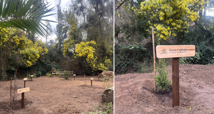 Plantan colección de siete árboles nativos patrimoniales en Jardín Botánico de Viña del Mar