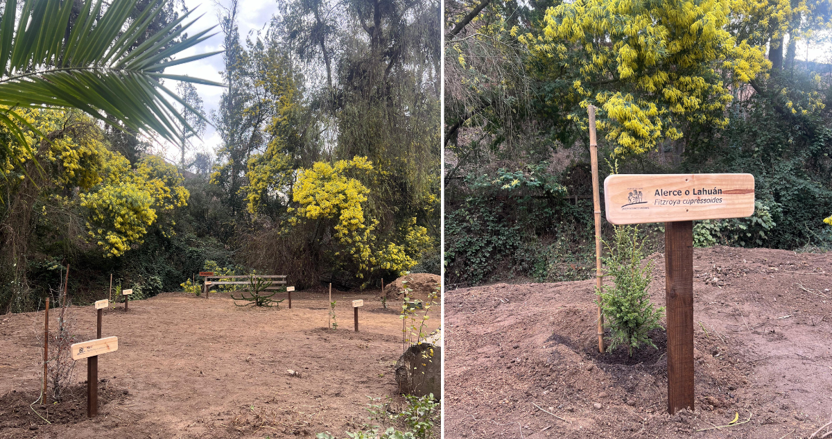 Plantan colección de siete árboles nativos patrimoniales en Jardín Botánico de Viña del Mar