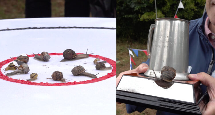 Jeff, el caracol que ganó el Campeonato Mundial de Carreras de Caracoles