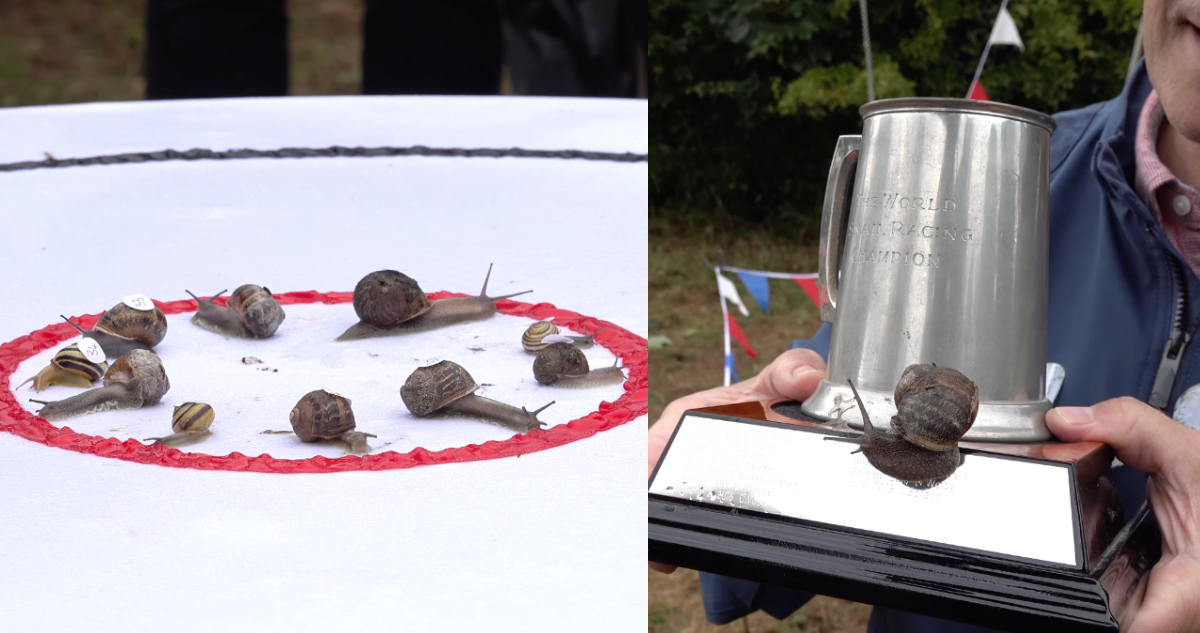 Jeff, el caracol que ganó el Campeonato Mundial de Carreras de Caracoles