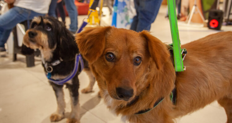Para festejar el Día del Perro: organizan desfile de animales en jornada de adopción en Santiago