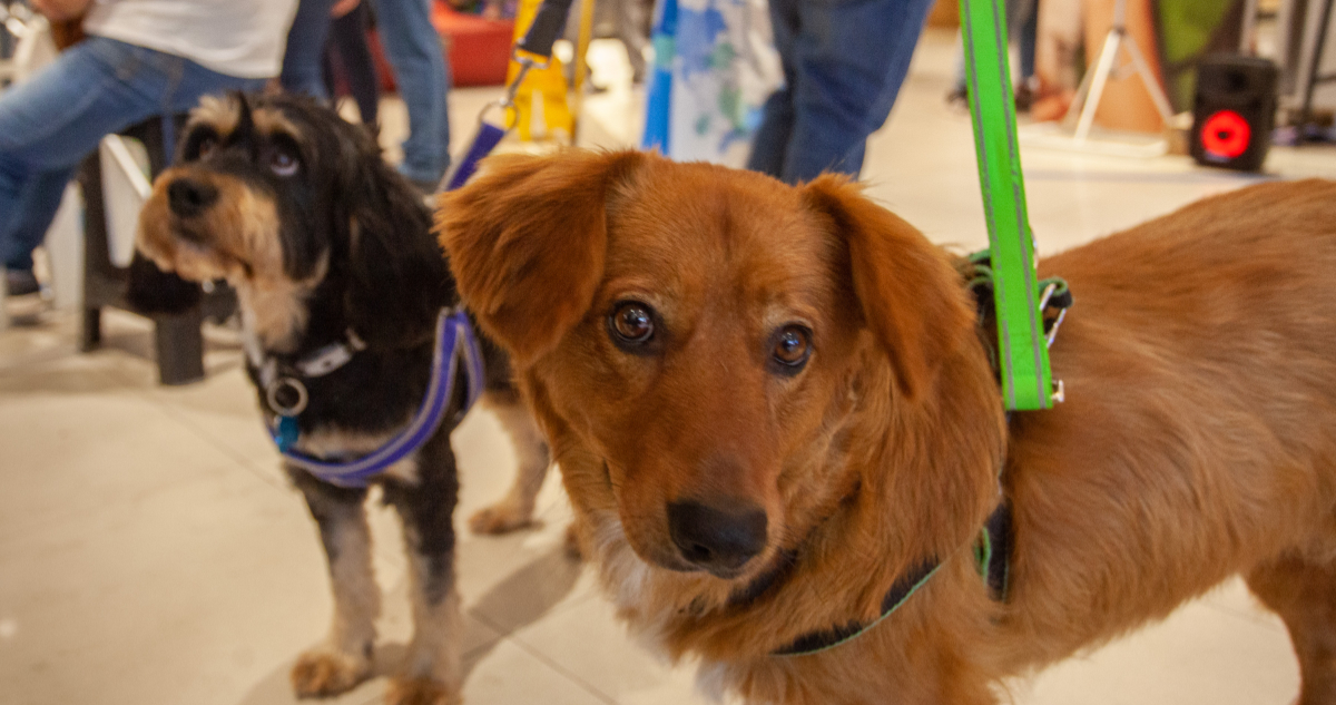 Para festejar el Día del Perro: organizan desfile de animales en jornada de adopción en Santiago