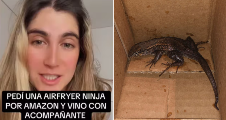 Lagarto en pedido de Amazon
