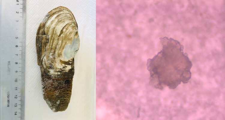 Fragmento de microplásticos en almejas de la Antártica