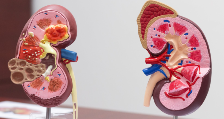 ¿Aguantar la orina afecta los riñones? La verdad sobre este y otros 5 mitos asociados al órgano