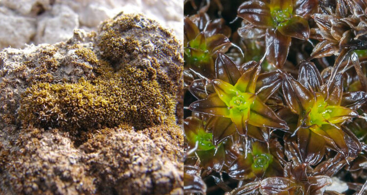 Syntrichia caninervis, el musgo que podría colonizar Marte