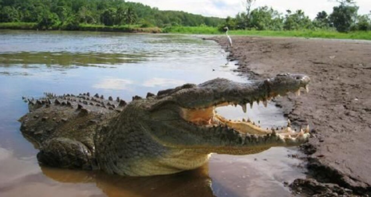 Niña muerta por ataque de cocodrilos