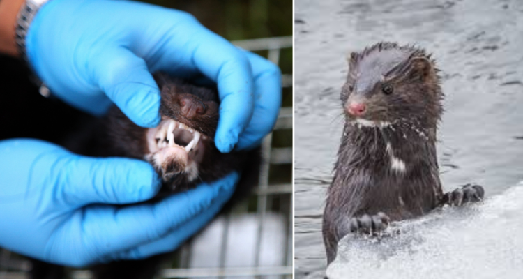 SAG en alerta por aumento de visón americano en el sur de Chile: reforzarán estrategias de control