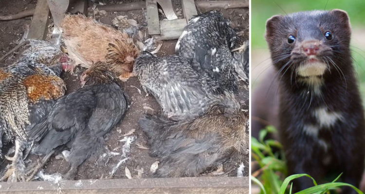 Habitantes de zonas rurales en Chiloé piden urgentemente declarar al visón americano como plaga