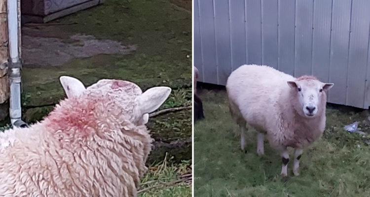 Indagan muerte de adulto mayor en Maullín: carnero lo habría atacado múltiples veces hasta matarlo