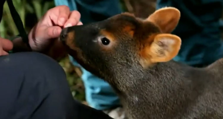 Preocupante cifra en Chiloé: Centro de Rehabilitación ha recibido 30 pudúes y de estos, 20 han muerto
