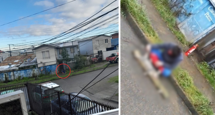 Detienen a hombre que amarró a gato a una tabla y lo golpeó hasta matarlo en Puerto Montt