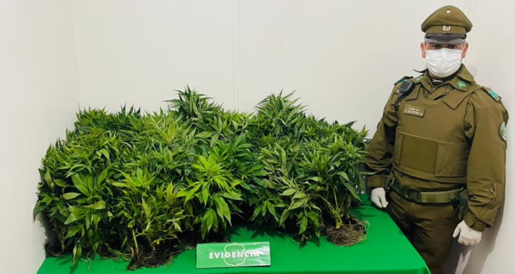 Incautan 42 plantas de marihuanas en Teodoro Schmidt: hay un detenido