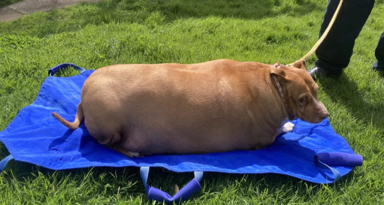 Muerto de Nuggi, perro obeso