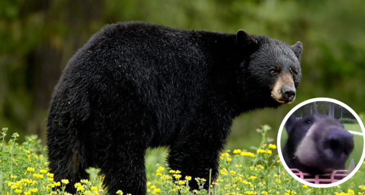 Un oso negro fue captado por una cámara, mientras intentaba robar semillas de un comedero para pájaros en New Gloucester, estado de Maine en Estados Unidos. Tras intentar alimentarse, también sacó el aparato de vigilancia y sin querer, grabó su camino.