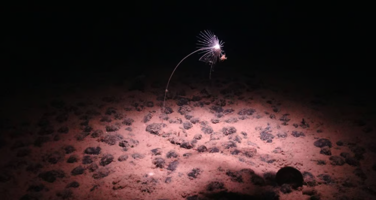Un sorprendente hallazgo de científicos en el fondo del Océano Pacíficoo reveló “oxígeno negro”, no vinculado a organismos vivos.