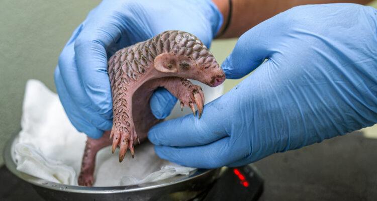 Pangolín chino hembra recién nacido