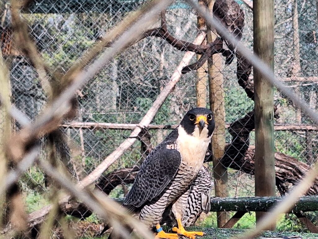 Halcón peregrino en el CRAR