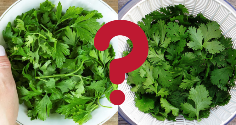 perejil o cilantro