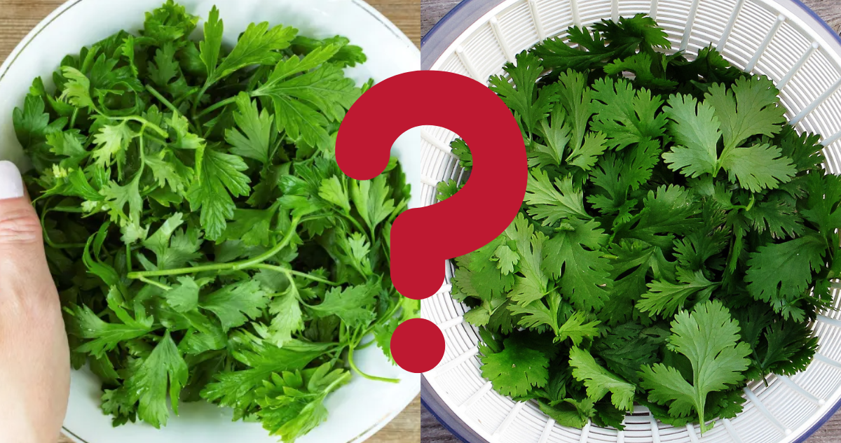 perejil o cilantro