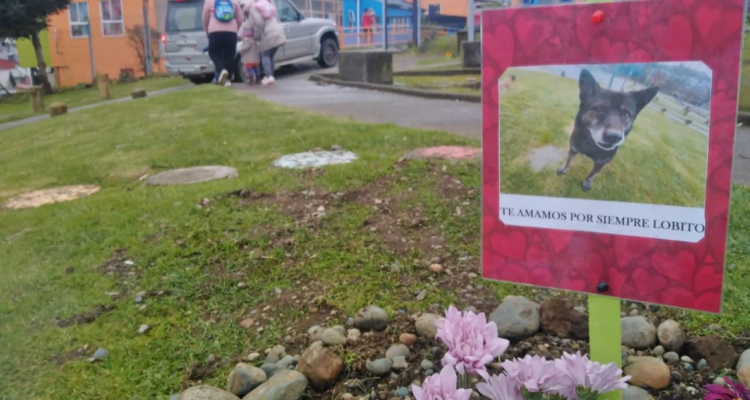 Anuncian acciones legales tras formalización de joven que mató a perro comunitario en plaza de Ancud