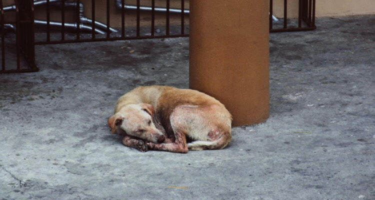 La triste historia por la que en julio se conmemora el ‘Día Mundial del Perro’