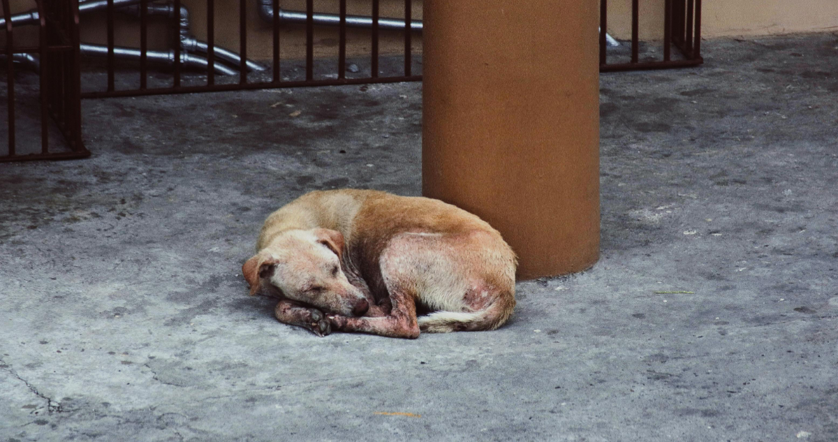 La triste historia por la que en julio se conmemora el ‘Día Mundial del Perro’