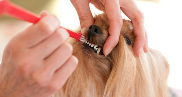 No cuidar los dientes de tu perro puede llegar a ser mortal: recomendaciones para su higiene bucal