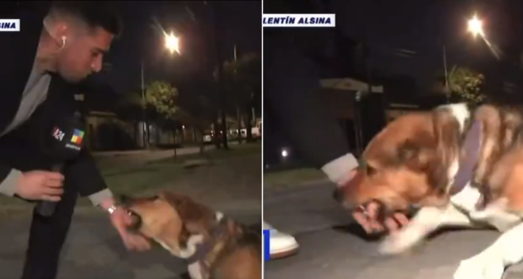 Perro muerde a reportero