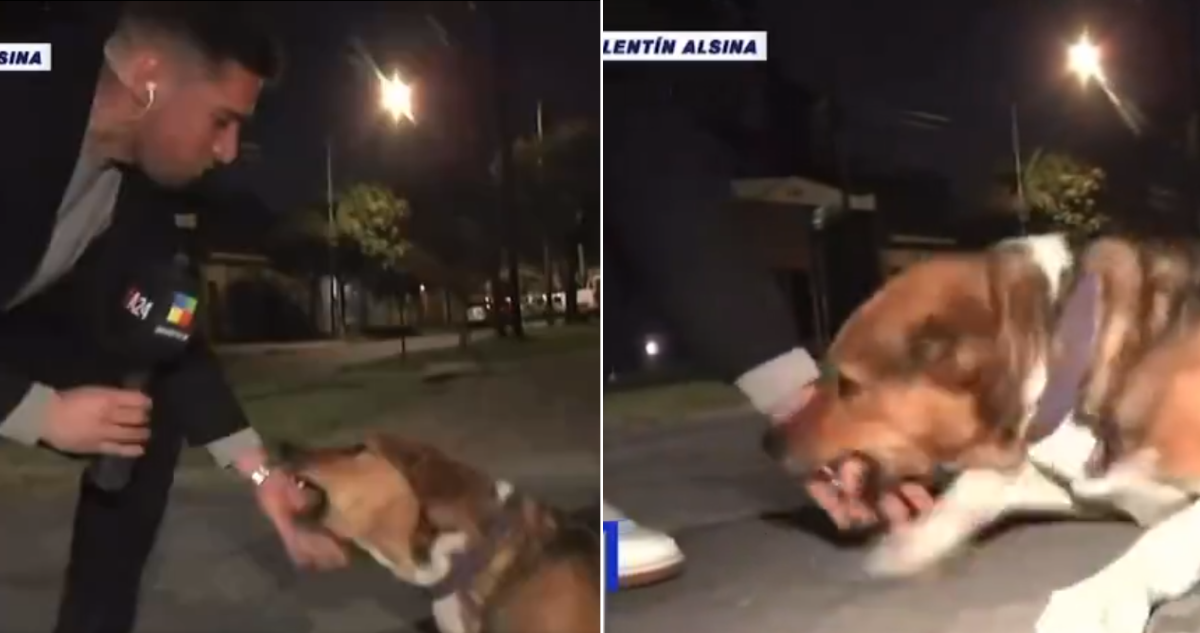 Perro muerde a reportero