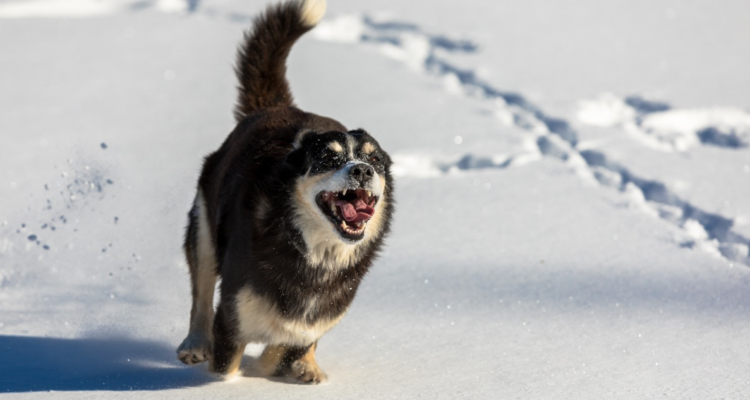 ¿Llevarás a tu perro a la nueve? Esto debes considerar para cuidarlo y evitar incluso una intoxicación