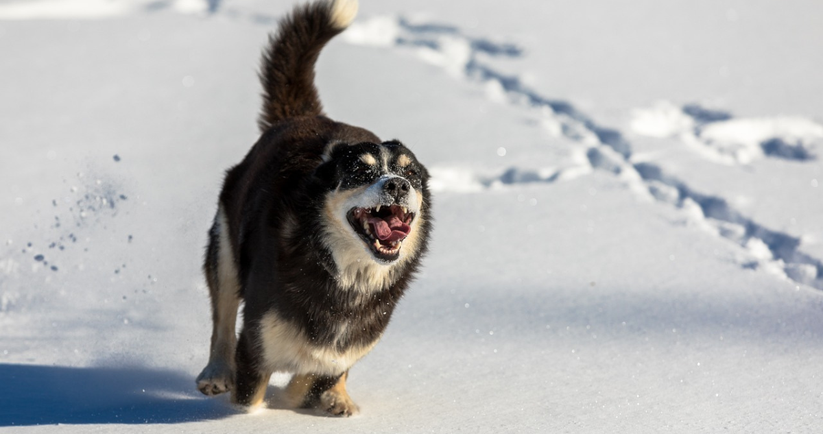 ¿Llevarás a tu perro a la nueve? Esto debes considerar para cuidarlo y evitar incluso una intoxicación