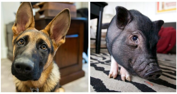 Un estudio investigó si los perros o los cerdos pueden comprender emociones humanas comparando sus reacciones de a ciertos sonidos.