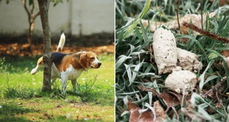 Heces blancas en perros