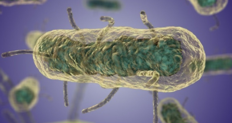 Imagen de microscopio electrónico de barrido de Yersinia pestis