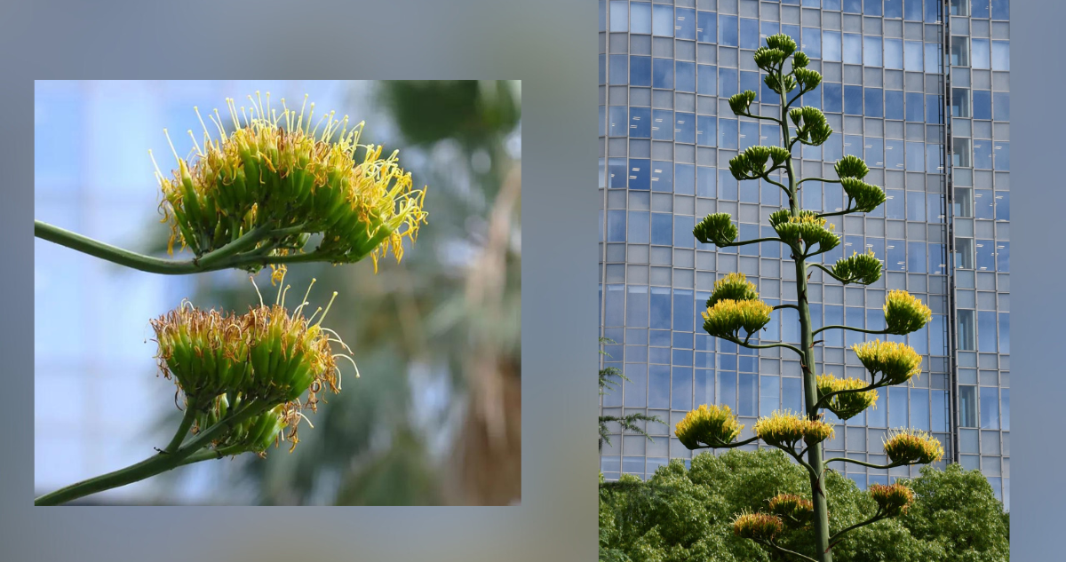 Una planta que florece una vez al siglo abre sus flores en un parque de Tokio