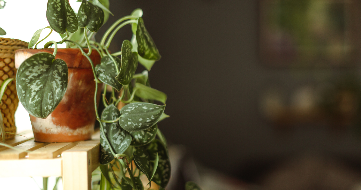 como cuidar plantas en invierno