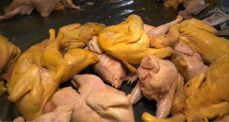 Caso de los pollos bañados en cloro | referencial