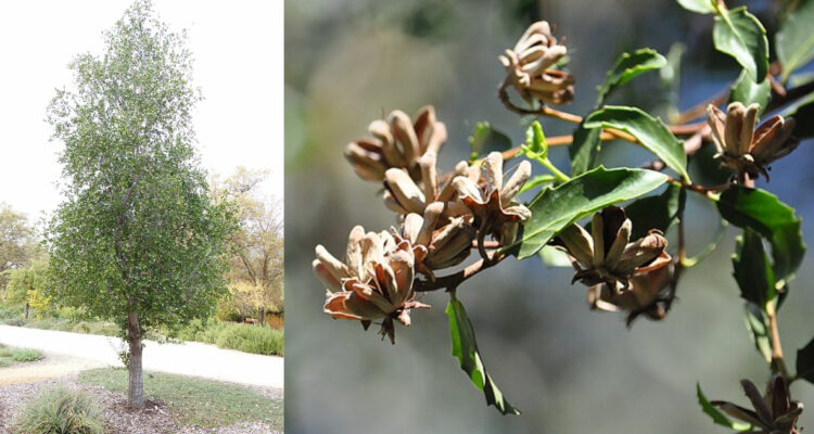 Quillay, el árbol chileno que se está usando contra la malaria