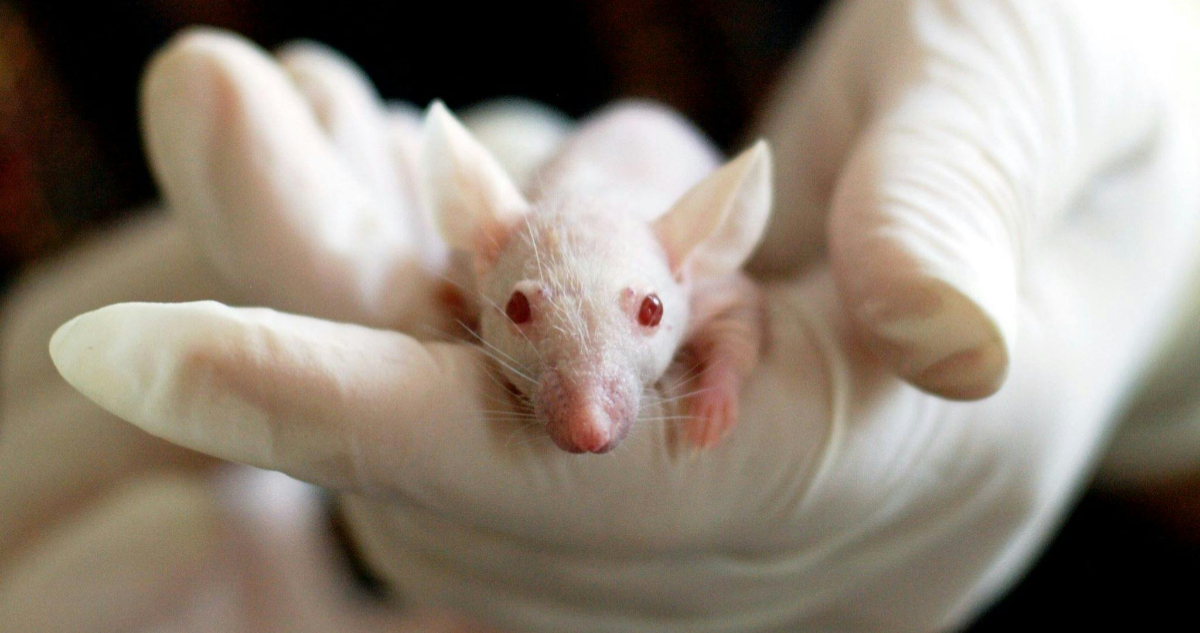 Imagen de un ratón de laboratorio | Científicos coreanos crearon método para ejercer “control mental”: funcionó por primera vez en ratones