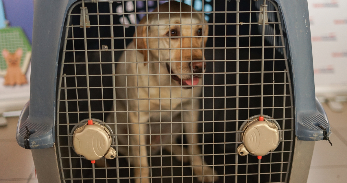 Conoce cuáles son los nuevos requisitos para el ingreso de perros a EEUU anunciados por el SAG