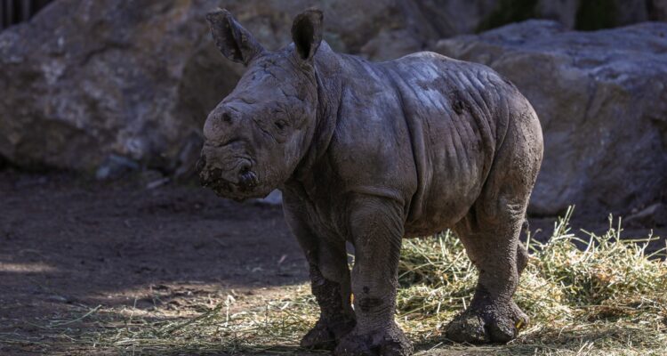 Nace en el Buin Zoo la tercera cría de rinoceronte blanco de Sudamérica