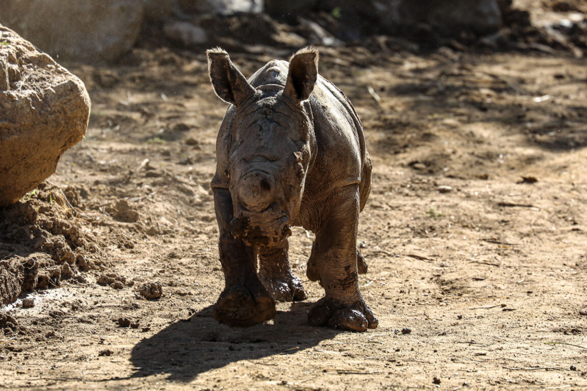 Nace en el Buin Zoo la tercera cría de rinoceronte blanco de Sudamérica