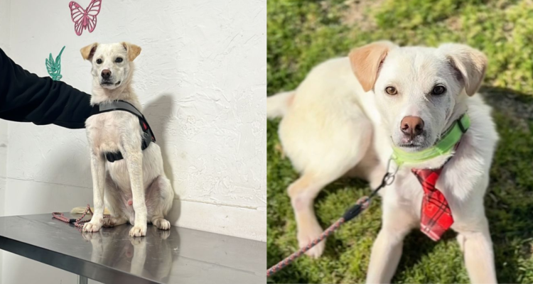 Sebi, un perrito que busca un nuevo hogar tras el abandono extremo