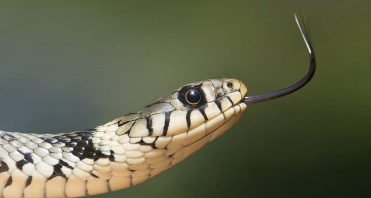 Una serpiente murió tras ser mordida por un hombre en India.