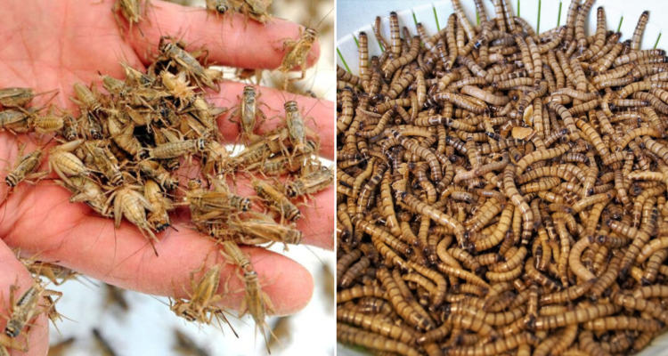 Singapur autoriza insectos para consumo humano