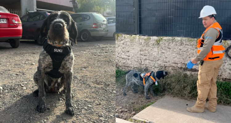 Suki, la perrita que detecta fugas de agua