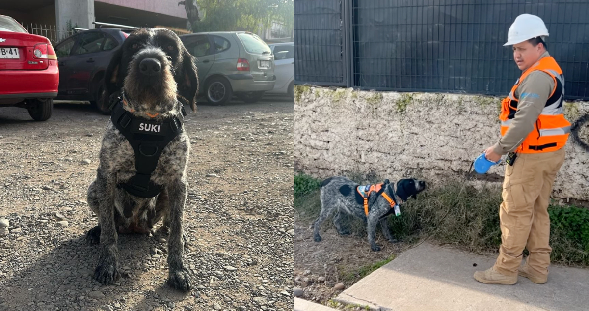 Suki, la perrita que detecta fugas de agua