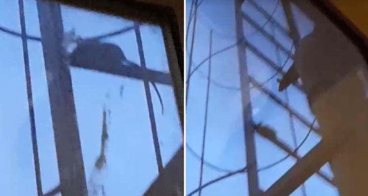 Roedores en escuela de Temuco