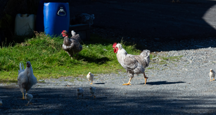 Malos olores en Villa Alemana